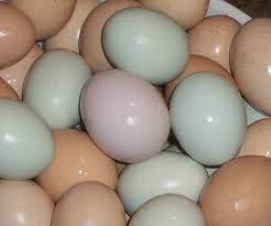 http://poultryone.com/articles/eggs.html